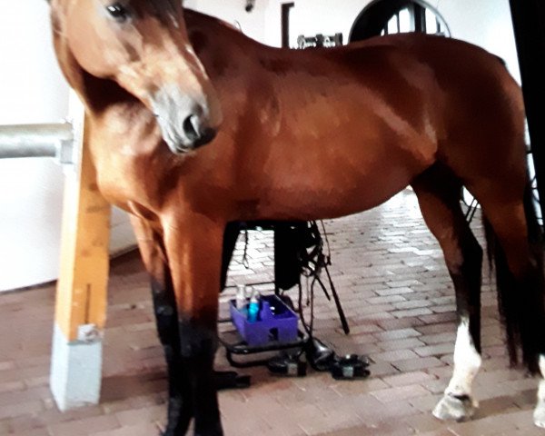 horse Roulette 113 (Oldenburg, 2000, from Royal Dance)