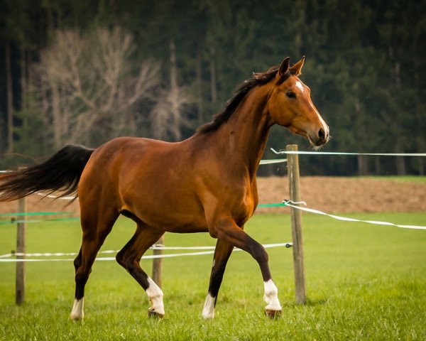 Springpferd Amy 347 (Deutsches Sportpferd, 2013, von Lößnitz) Springpferd Amy 347 (Deutsches Sportpferd, 2013, von Lößnitz)