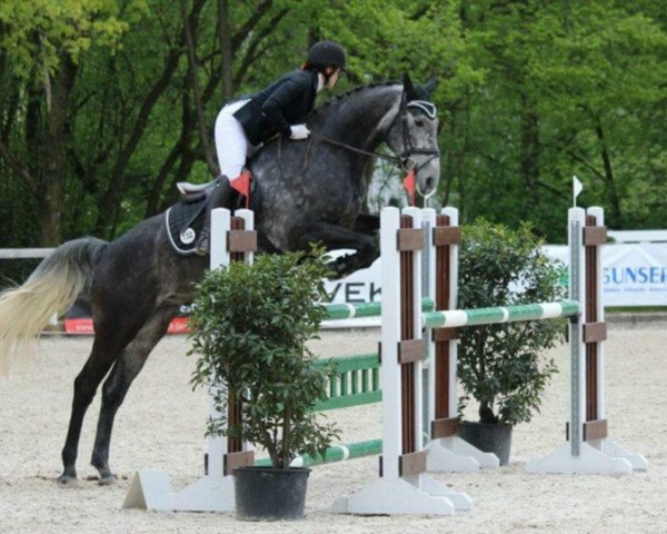 jumper Clostermann (Württemberger, 2010, from Clinton I) jumper Clostermann (Württemberger, 2010, from Clinton I)