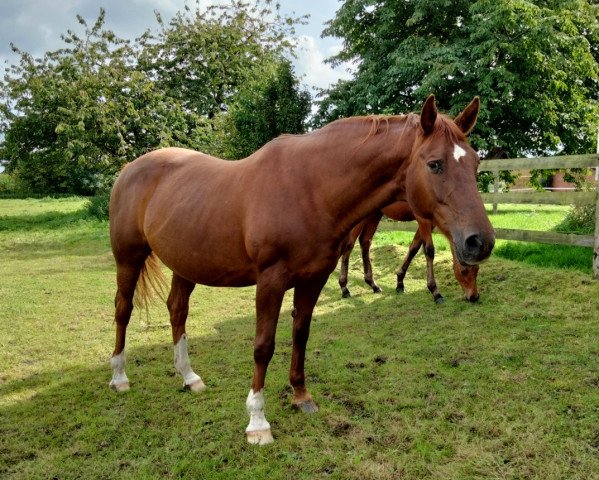 broodmare Fabiella (Westphalian, 2001, from Fleurop)