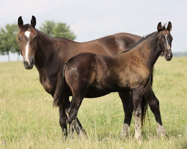 Zuchtstute Fayola Z (Zangersheide Reitpferd, 2021, von Flint)