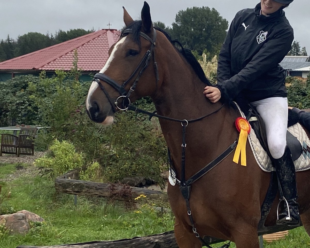 Springpferd Karmina H-R (Holsteiner, 2013)