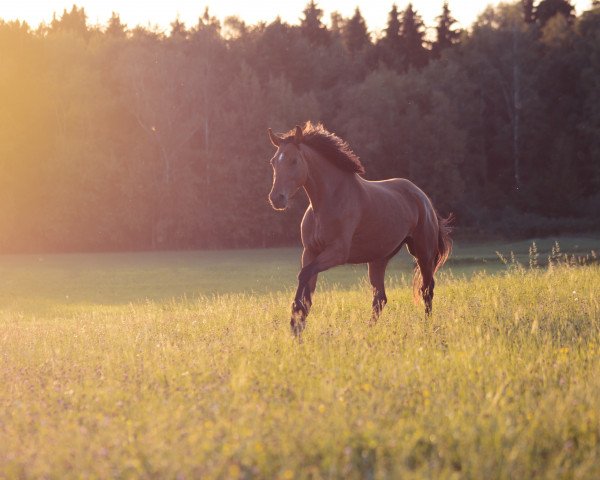 horse Donausonne (Trakehner, 2015, from Lossow)