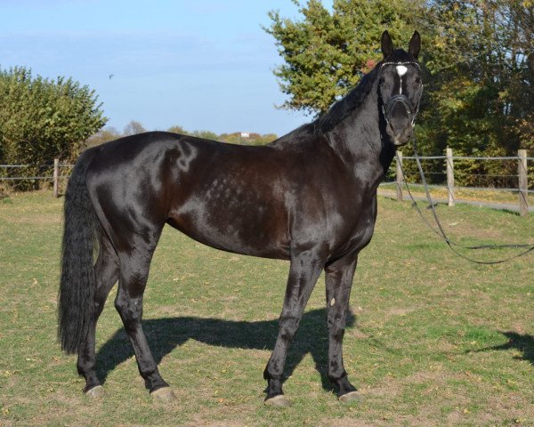broodmare La Dolce Vita ML (Rhinelander, 2010, from Lord Loxley I)