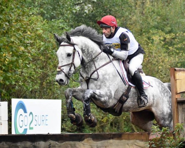 horse Azraël (Holsteiner, 2008, from Armand xx)