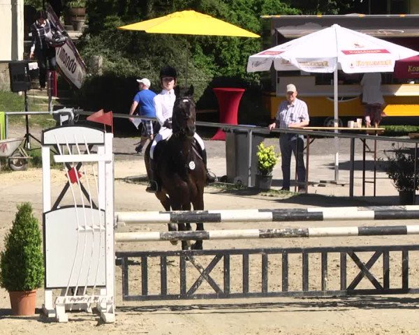 Reitturnier Kurtscheid 2017
