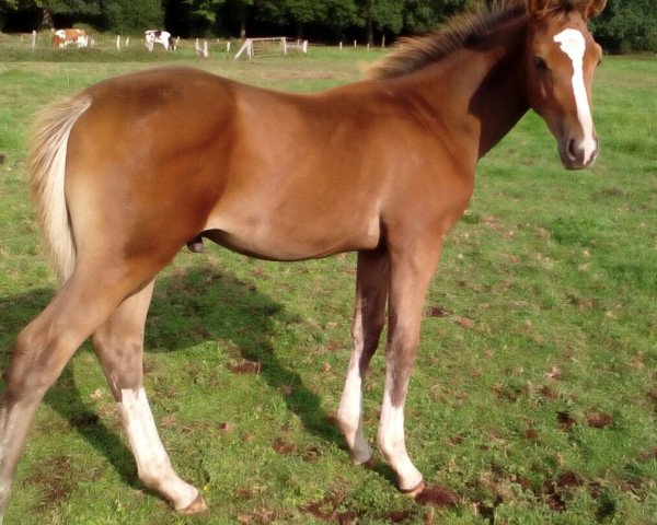 horse Cornet's Hinnerk (Oldenburg show jumper, 2018, from Cornet's Prinz)