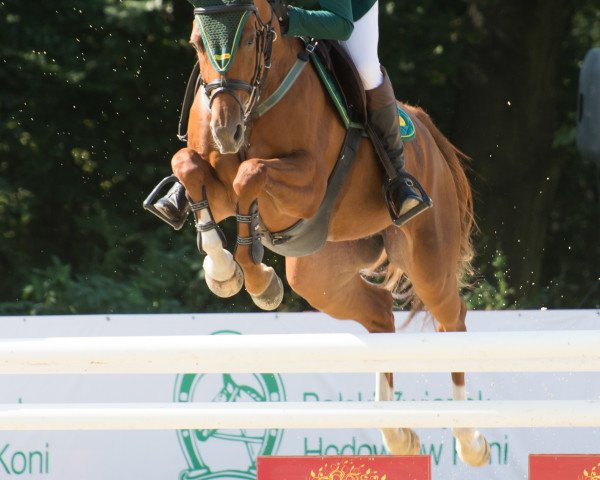 broodmare In Gomera L (Great Poland (wielkopolska), 2013, from Vulkan L)