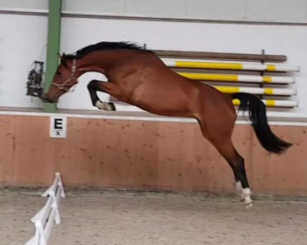 Springpferd Pebbles (Hannoveraner, 2015, von Perigueux)