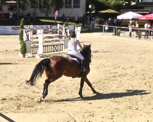 Reitturnier Kurtscheid 2017