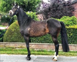 Springpferd Alonso B (Haflinger, 2013, von Arpeggio)