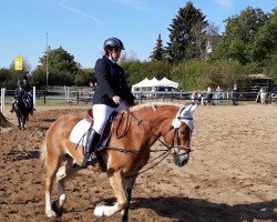 dressage horse Wisba (Haflinger, 2002, from Wirbel)