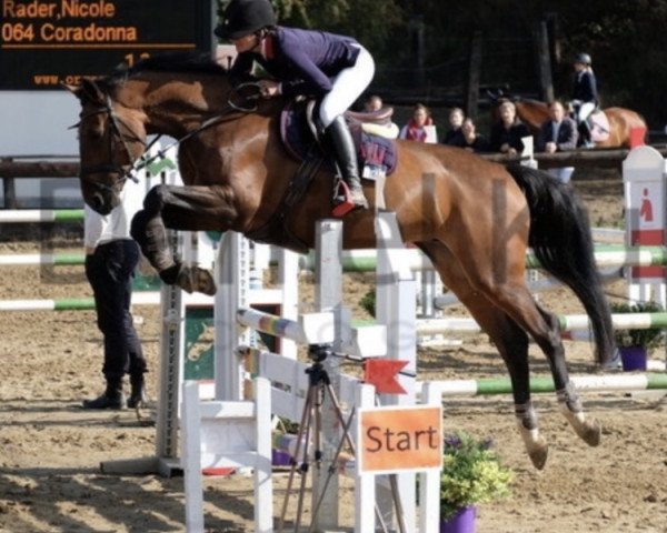 Springpferd Coradonna (Holsteiner, 2010, von Corrado I) Springpferd Coradonna (Holsteiner, 2010, von Corrado I)