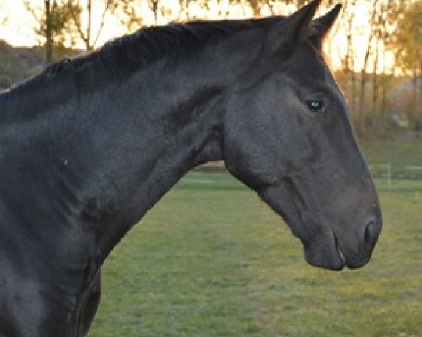 Pferd Chocotoff (Oldenburger Springpferd, 2015, von De Quidam)
