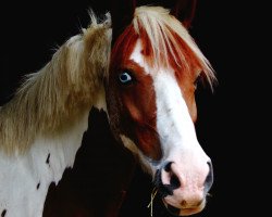 dressage horse Chicco 325 (unknown, 2005)