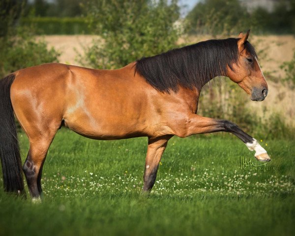 horse Makani (Great Poland (wielkopolska), 2006)