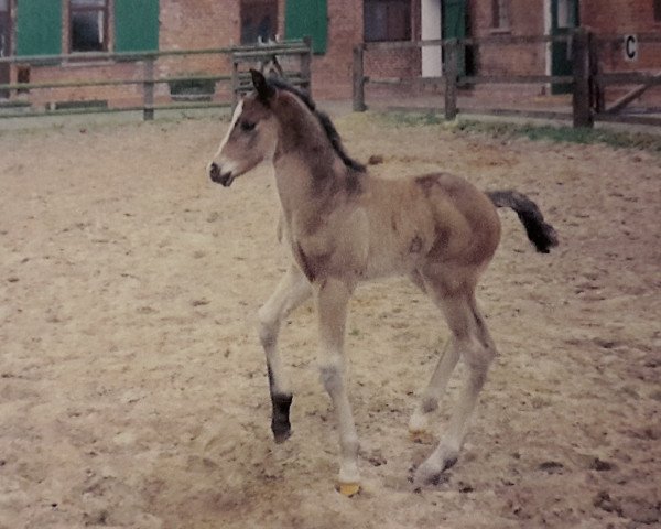 horse Cassia (Hanoverian, 1995, from Cheenook)
