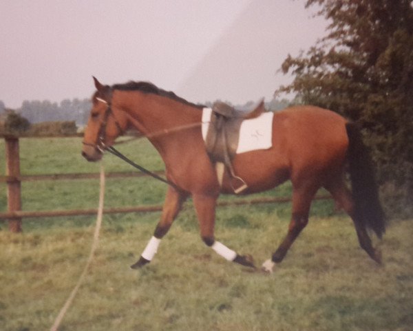 horse Vico (Hanoverian, 1991, from Varus)