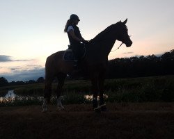 dressage horse Fiabolo 5 (Hanoverian, 2004, from Falkenstern II)