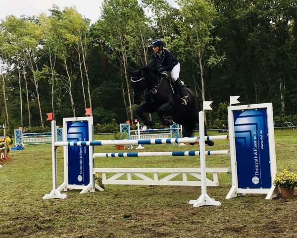 jumper Nemax 5 (Holsteiner, 2012, from Nekton)