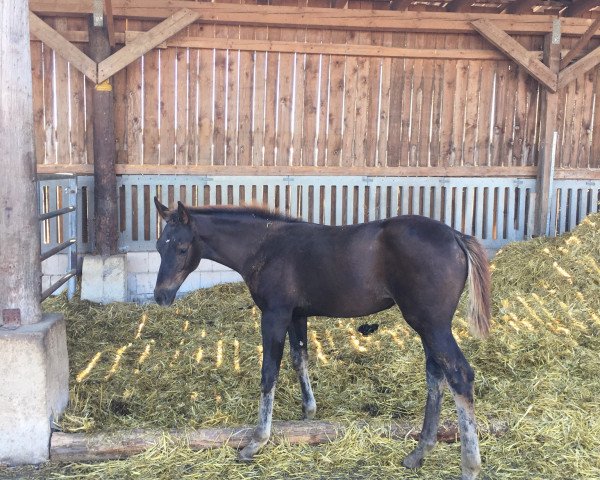 Pferd Florance (Westfale, 2012, von Federico Fellini)