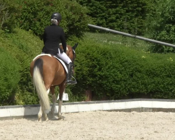 Reitturnier Kurtscheid 2017