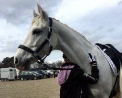 dressage horse Deine Lady (German Riding Pony, 2006, from Dein Freund)