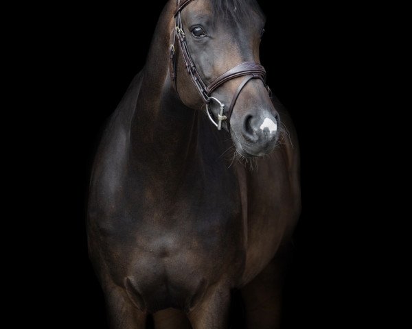 Springpferd Falapa S (Hannoveraner, 2009, von For Edition)