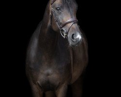 jumper Falapa S (Hanoverian, 2009, from For Edition)