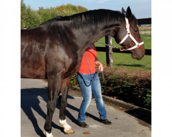 broodmare Eldonna W.V.N. (KWPN (Royal Dutch Sporthorse), 2009, from Diarado)