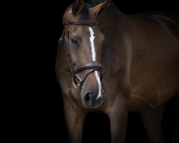 Springpferd Chattanooga 34 (KWPN (Niederländisches Warmblut), 2011, von Chin Champ)