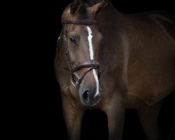jumper Chattanooga 34 (KWPN (Royal Dutch Sporthorse), 2011, from Chin Champ)