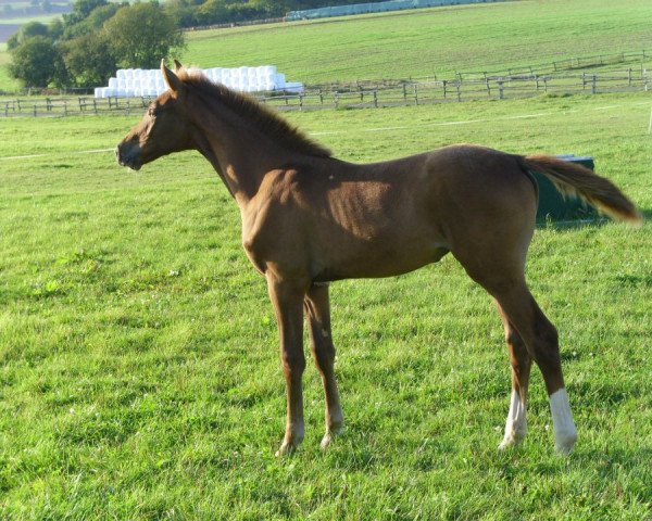 dressage horse Special Moment (Westphalian, 2012, from Sir Heinrich OLD)