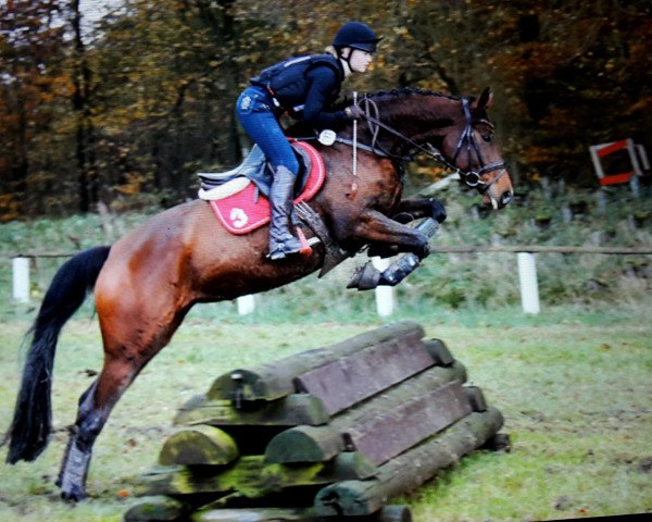 broodmare Maona Lisa (Trakehner, 2012, from Prince Patmos)