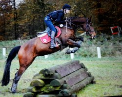 broodmare Maona Lisa (Trakehner, 2012, from Prince Patmos)