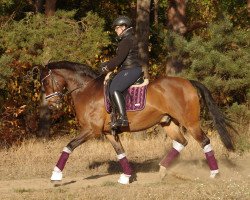 Dressurpferd Romeo Mio (Rheinländer, 2004, von Revan)