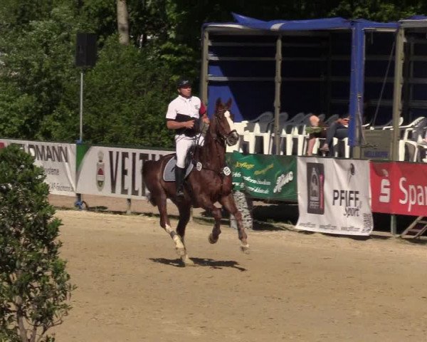 Reitturnier Hellefeld 2017