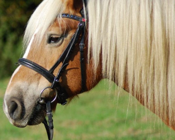 Pferd Ydida (Haflinger, 2003, von Sternschnuppe)