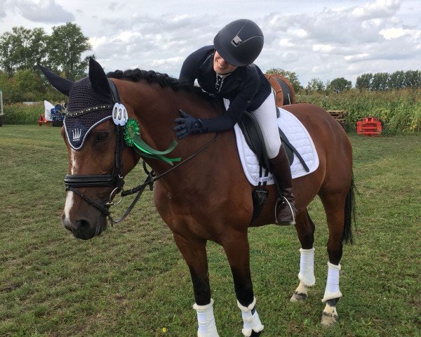dressage horse C'est la vie 161 (Westphalian, 2003, from Harry)