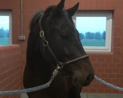 Springpferd Darius 557 (Holsteiner, 2011, von Diarado)