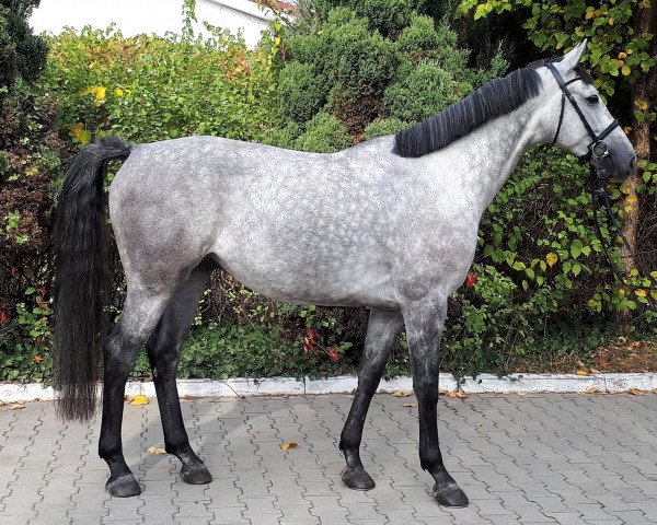 Springpferd Jacobson (KWPN (Niederländisches Warmblut), 2014, von Durango VDL)