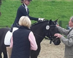 Dressage horse No Daddy's Girl (Pony without breed designation, 2011)