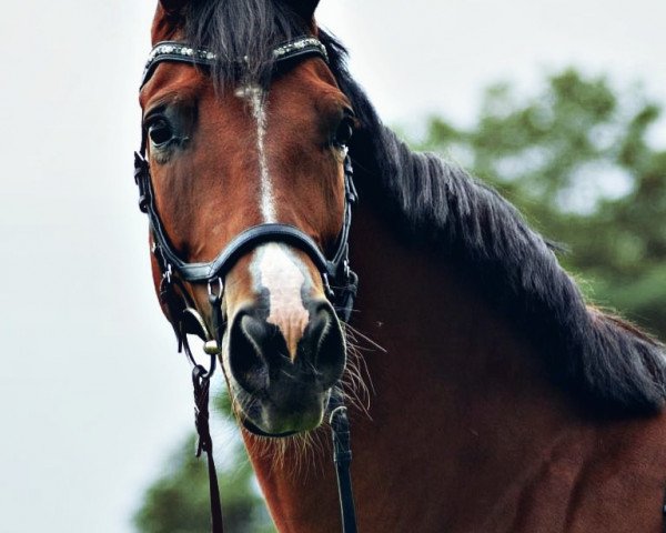 dressage horse Feiner Krümel (Bavarian, 2011, from Frankenherr)