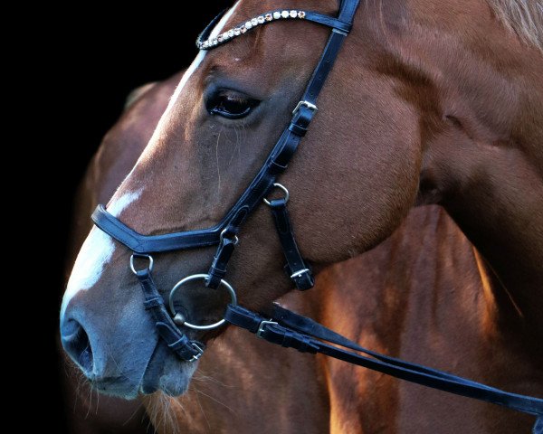 jumper Abby Dance (German Warmblood, 2009, from Air Dancer)