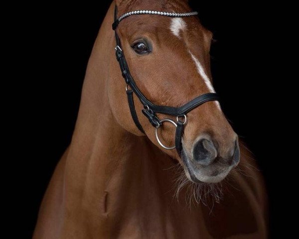 dressage horse Fräulein Frieda 4 (Württemberger, 2006, from Ferryman) dressage horse Fräulein Frieda 4 (Württemberger, 2006, from Ferryman)