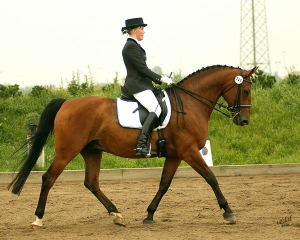 horse Flashback 3 (Hanoverian, 1994, from Fleetwood)