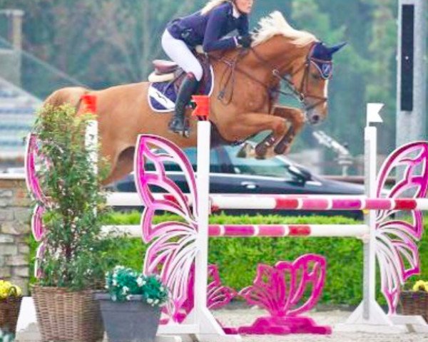 jumper Ambrosia Kdw Z (Zangersheide riding horse, 2011, from Arko III)