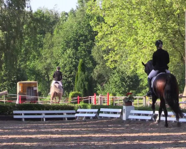 Reitturnier Hamm-Rhynern 2017