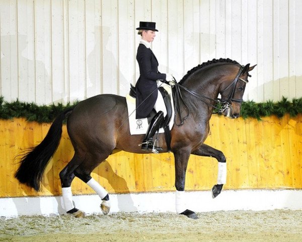 stallion Bordeaux 28 (KWPN (Royal Dutch Sporthorse), 2006, from United)