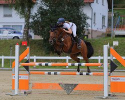 jumper Eldorado's Gijs (KWPN (Royal Dutch Sporthorse), 2011, from Eldorado van de Zeshoek)